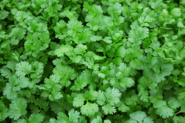 Fresh green coriander leaves in garden