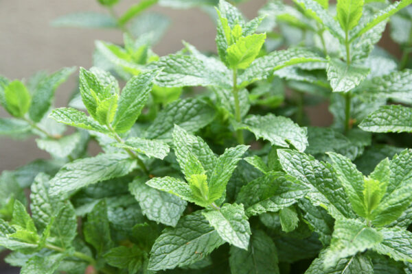 Fresh green mint leaves growing in garden