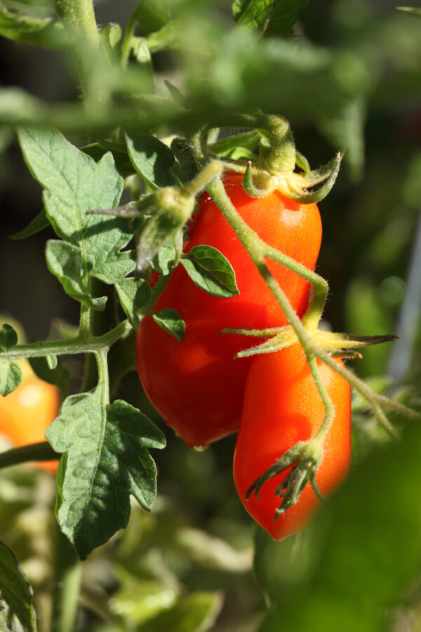 Fresh tomatoes growing on a vine in sunlight.