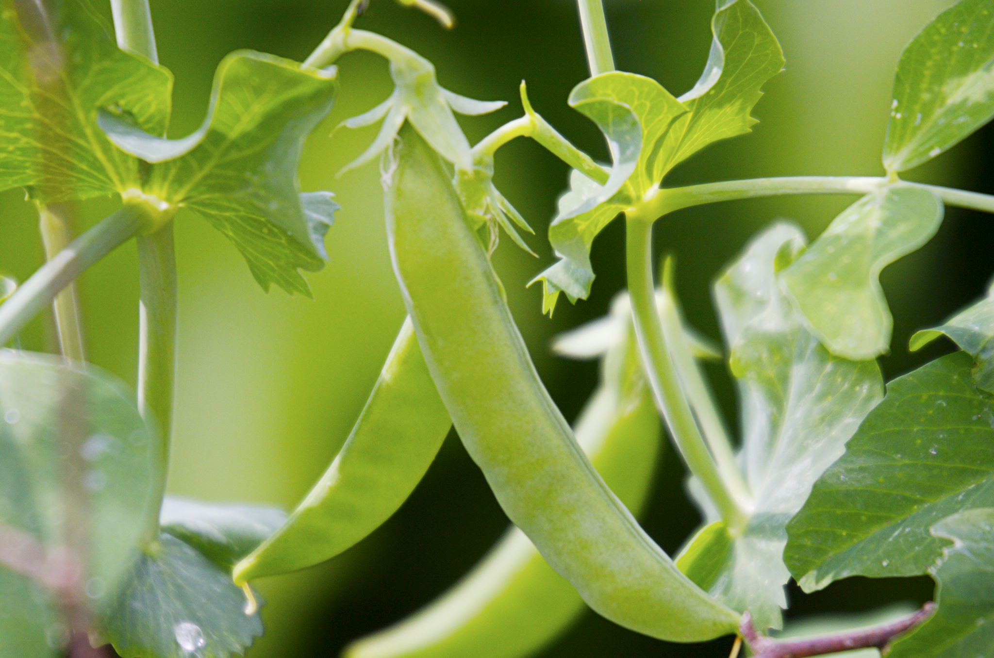 Grow Sugar Snap Peas Tips, Nutrition & Planting Guide