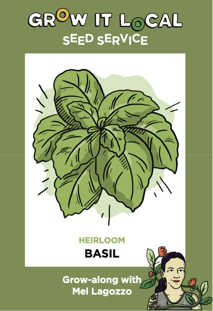 Illustration of heirloom basil plant for Grow It Local.