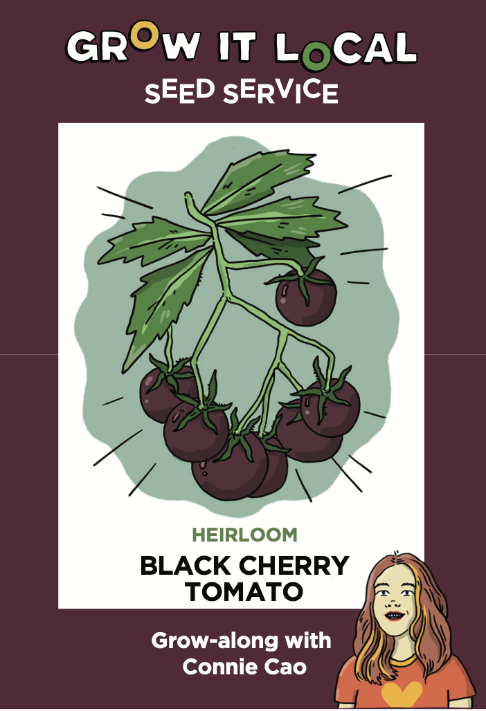 Illustration of heirloom black cherry tomatoes on vine.