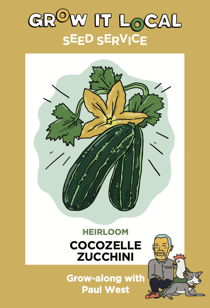 Heirloom cocozelle zucchini illustration with Paul West.