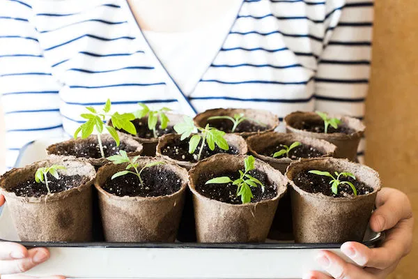 Person holding tray of young plant seedlings