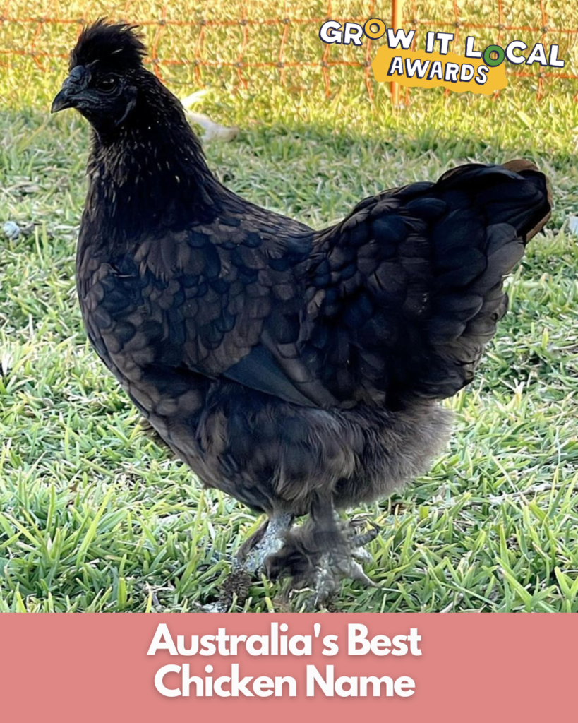 Black chicken in competition for best name