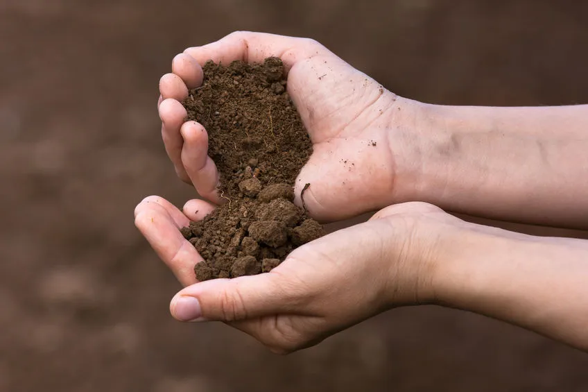 Hands holding rich brown soil outdoors.