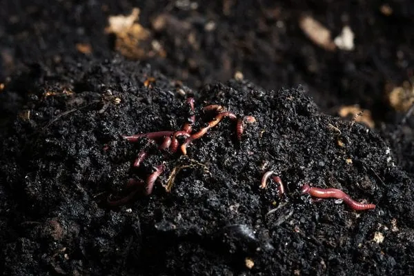 Redworms in rich, dark soil.