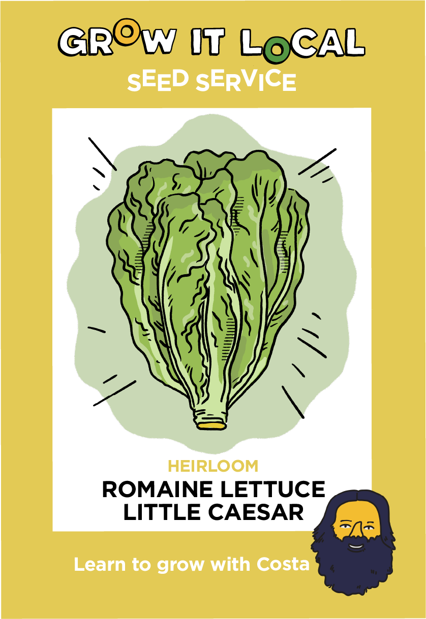 Grow local heirloom Romaine lettuce seed service