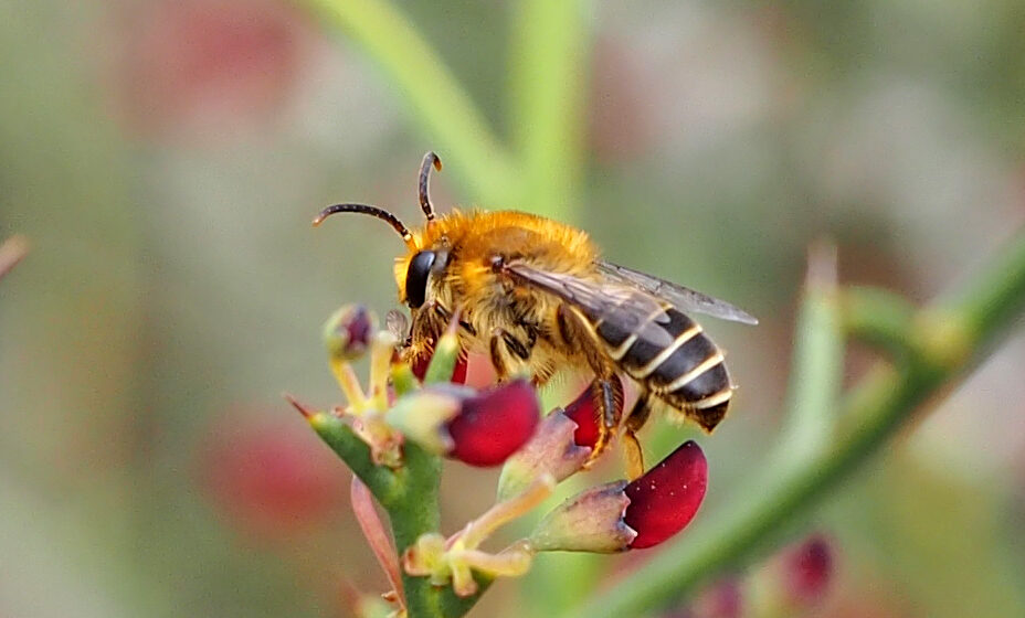 The Wonderful World of Native Bees with Dr Kit Prendergast