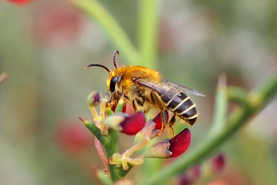 The Wonderful World of Native Bees with Dr Kit Prendergast