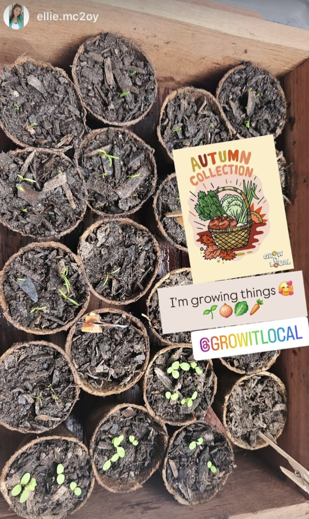 Seedlings sprouting in pots, Grow It Local initiative.