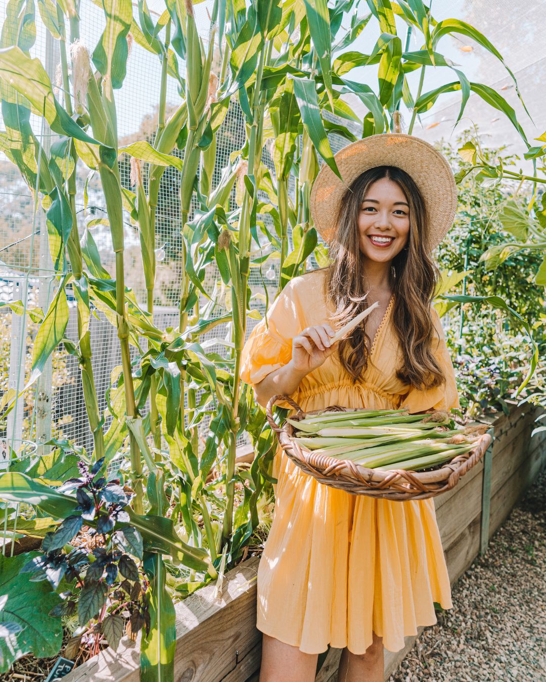 Woman in garden harvesting corn with basket.