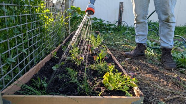 Person watering plants in a garden bed.