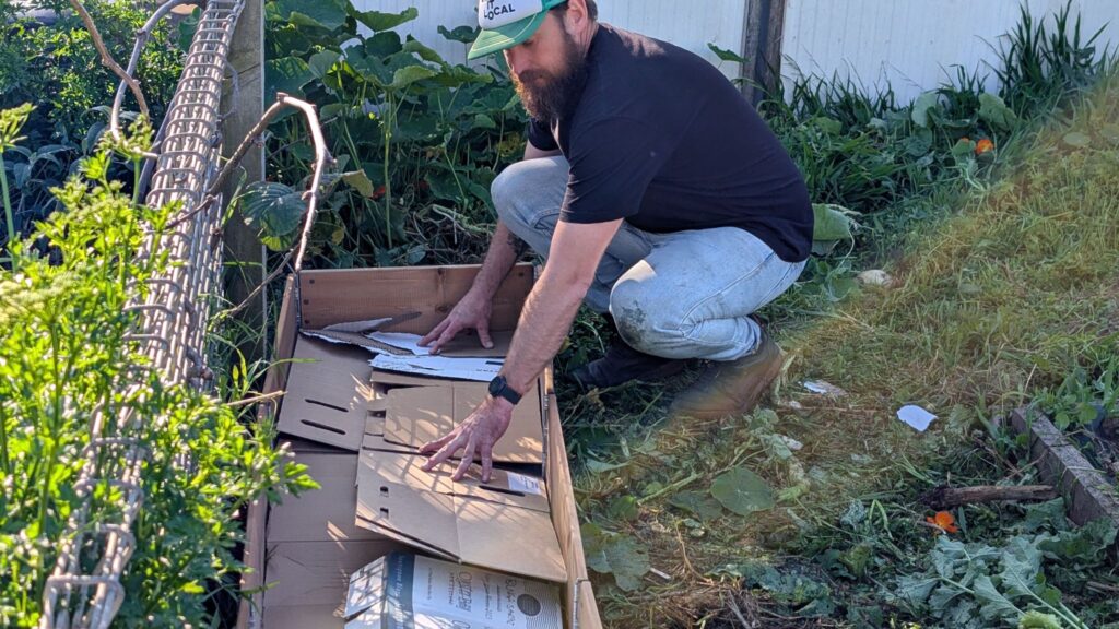 Person arranging cardboard in garden bed.