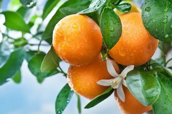 Fresh oranges with leaves and raindrops