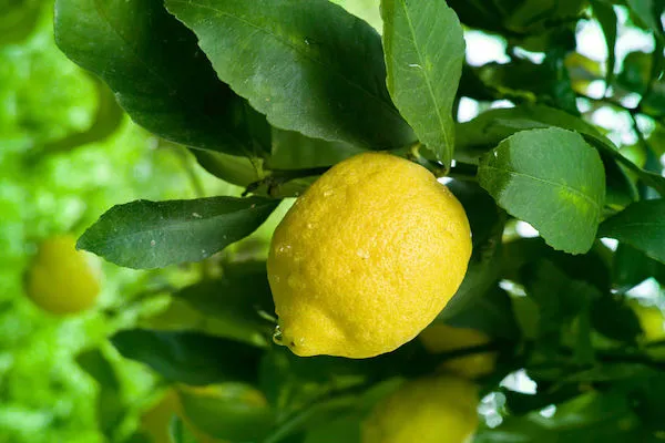 Ripe yellow lemon citrus fruit hanging on lemon tree close up Ripe lemon hanging on a tree branch