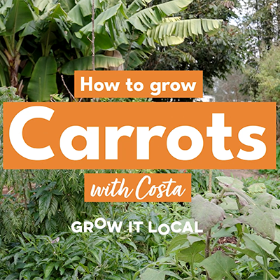 Guide to growing carrots at home garden.