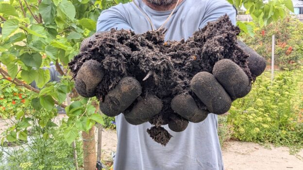 Gardener holding decomposed mulch in garden