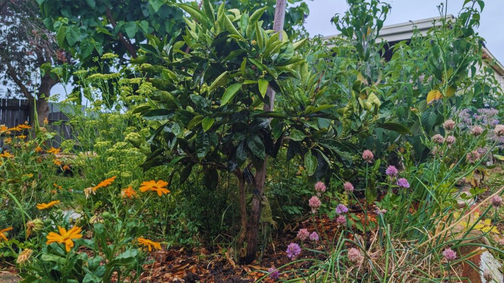 Lush garden with vibrant flowers and dense foliage.