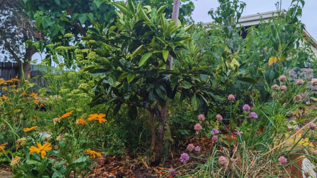 Lush garden with vibrant flowers and dense foliage.