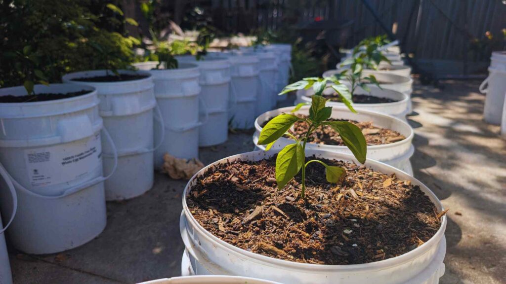 Young plant growing in white bucket outdoors.