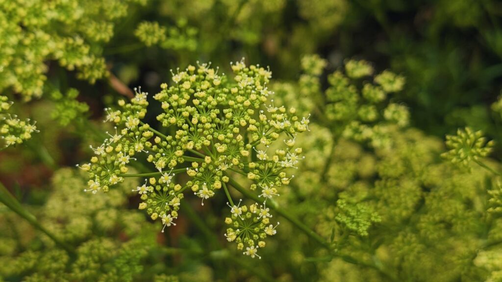 Close-up of blooming green parsley flowers.