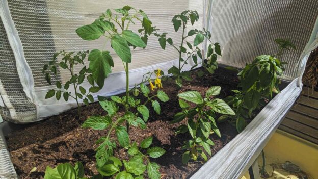 Tomato plants growing in a greenhouse.