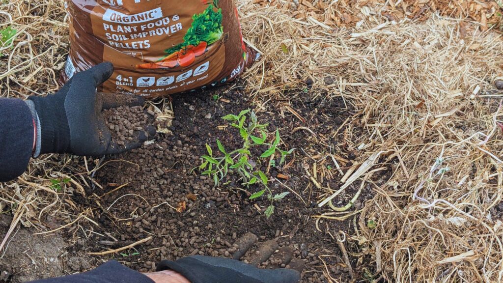 Hand planting seedling with organic soil pellets.
