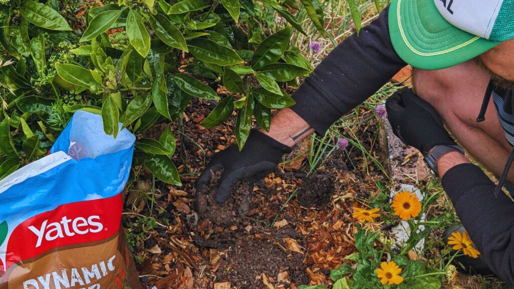 Man gardening with fertiliser near flowers.