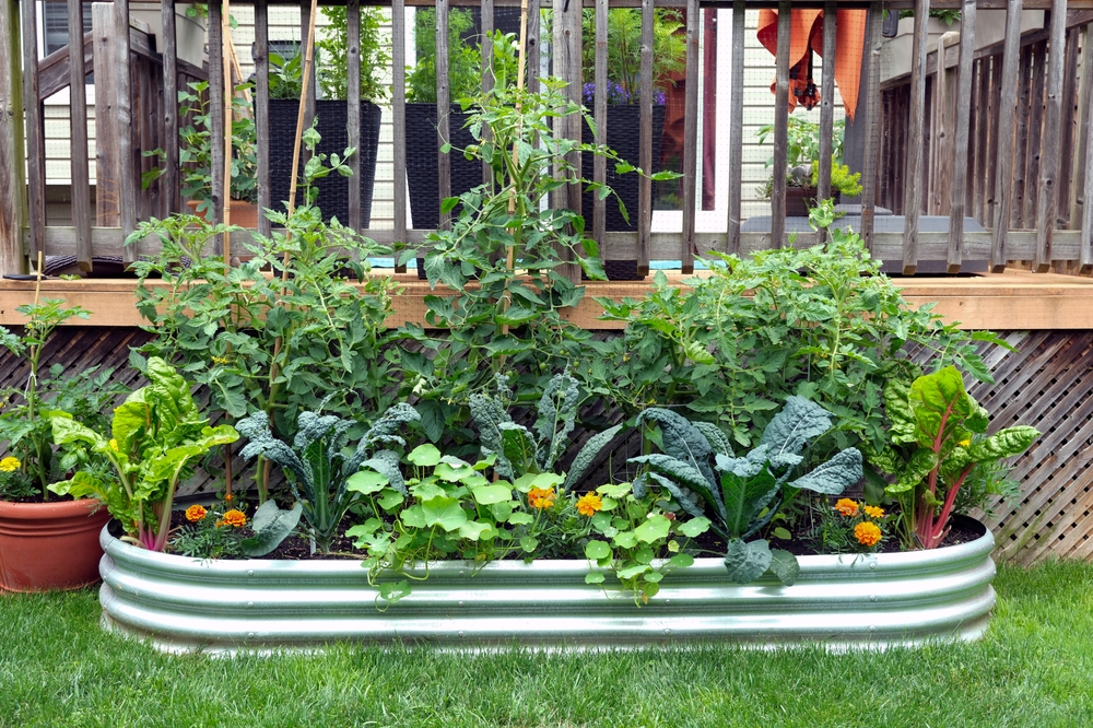 Backyard vegetable garden with raised metal beds