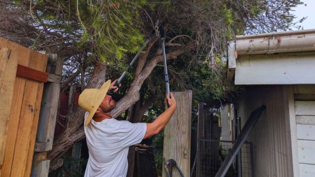 Man trimming tree branches with clippers in backyard.