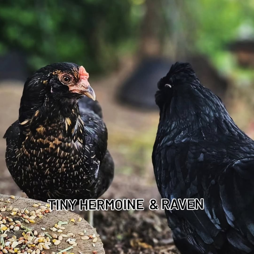 Two black chickens with birdseed on ground.