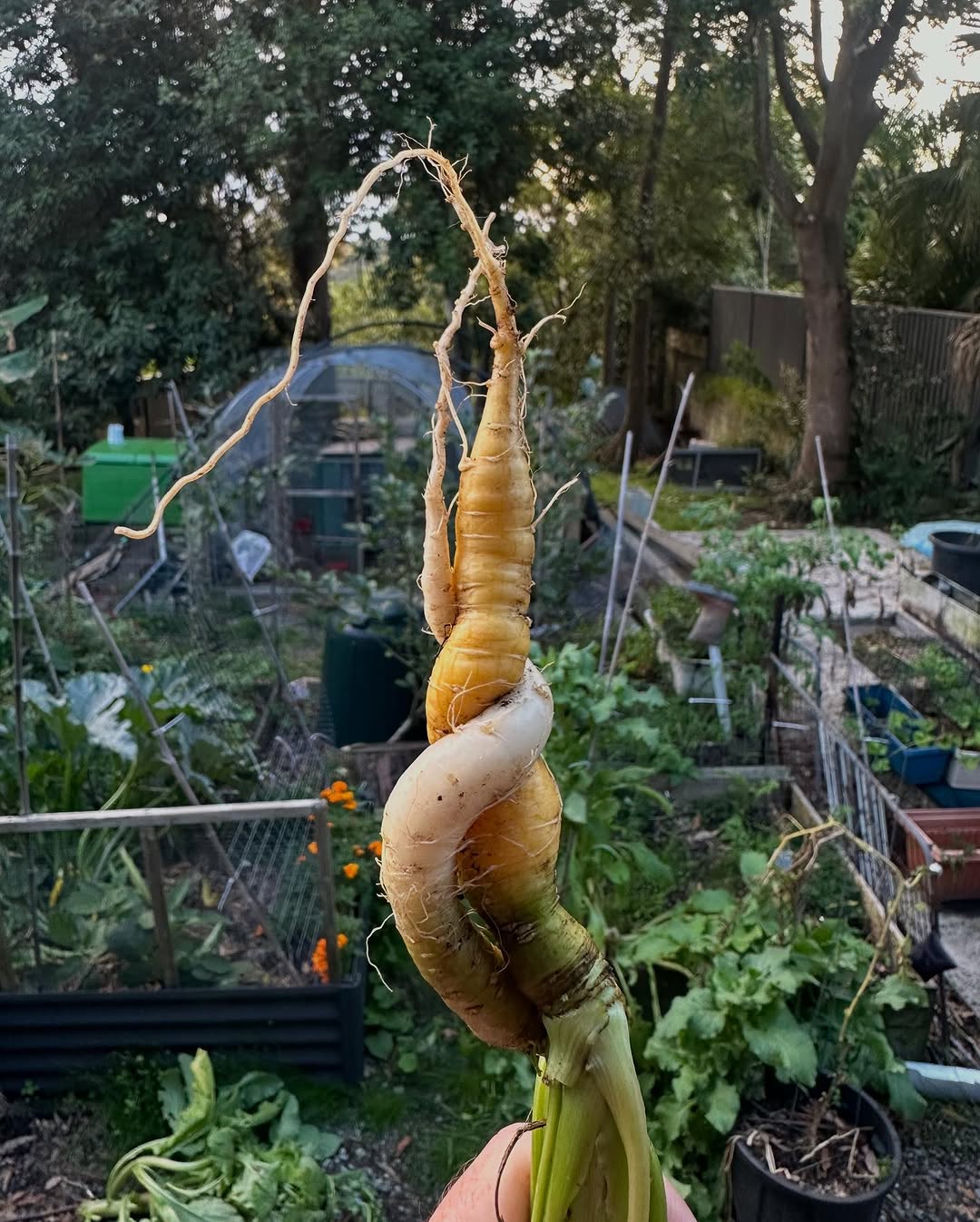 Unusual twisted carrot from garden.