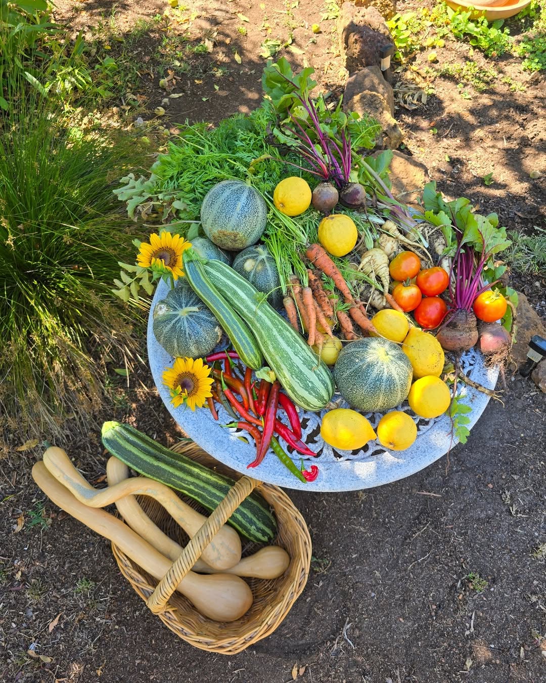 Table of fresh garden vegetables and squash basket.
