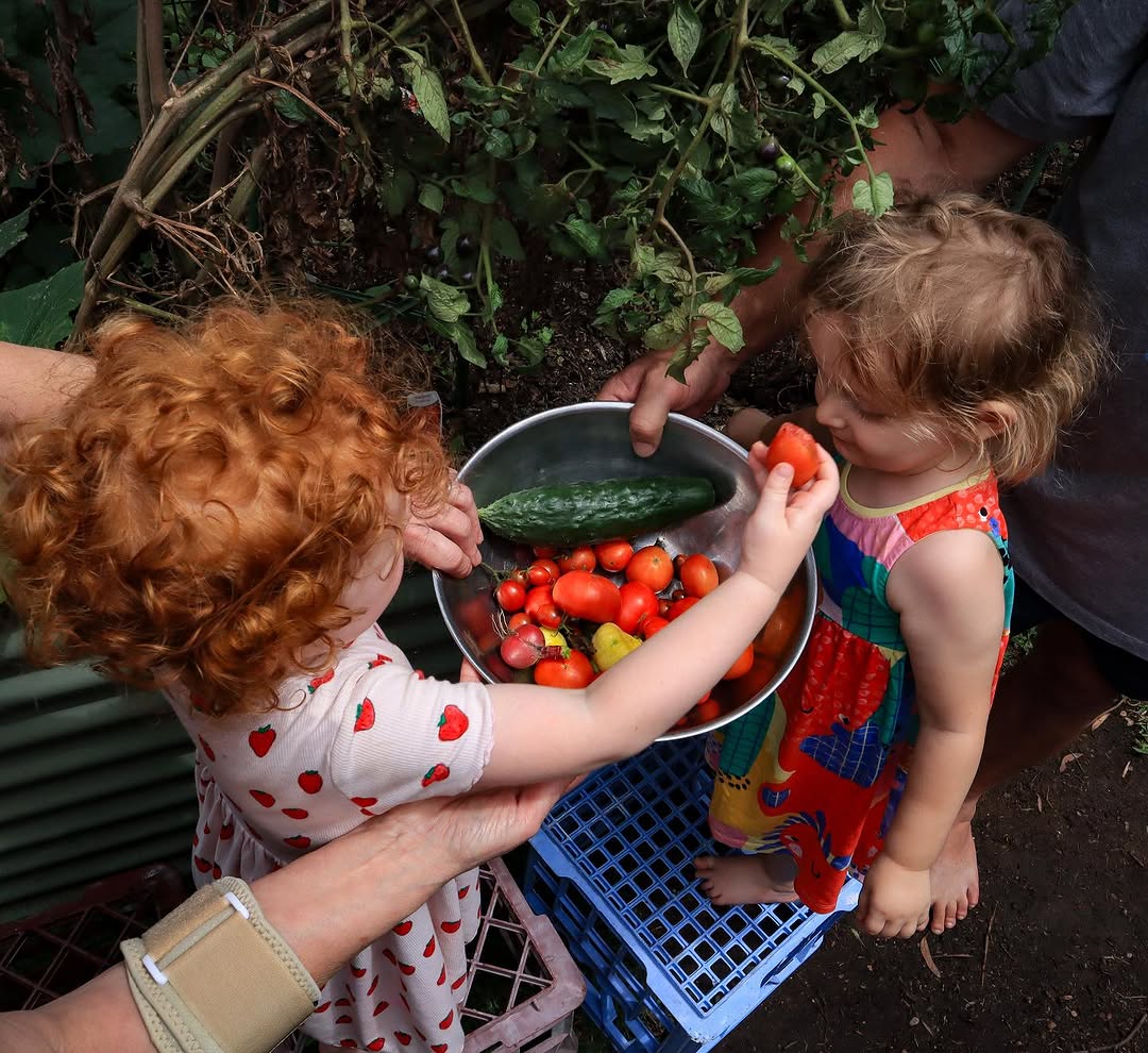 Children harvesting tomatoes and cucumber in garden.