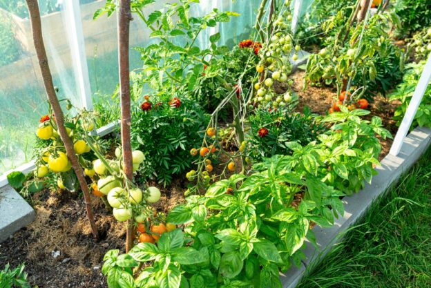 Thriving greenhouse garden with tomatoes and basil plants.