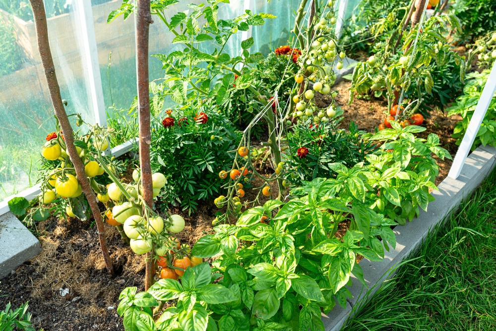 Thriving greenhouse garden with tomatoes and basil plants.