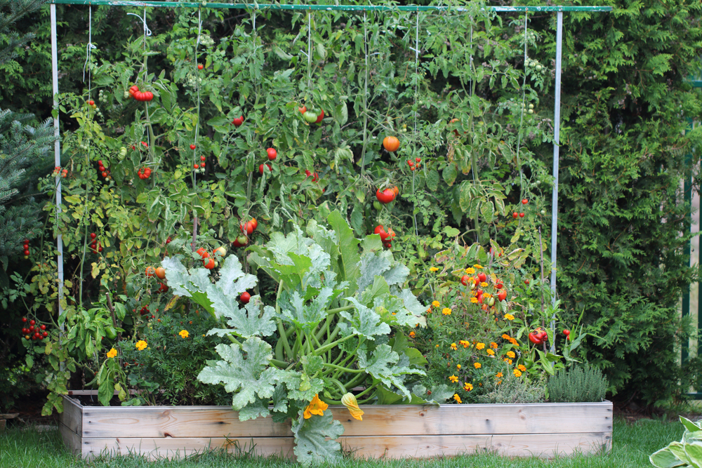 Raised garden bed with tomatoes and marigolds.