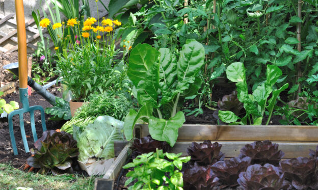 Thriving vegetable garden with various plants and flowers.