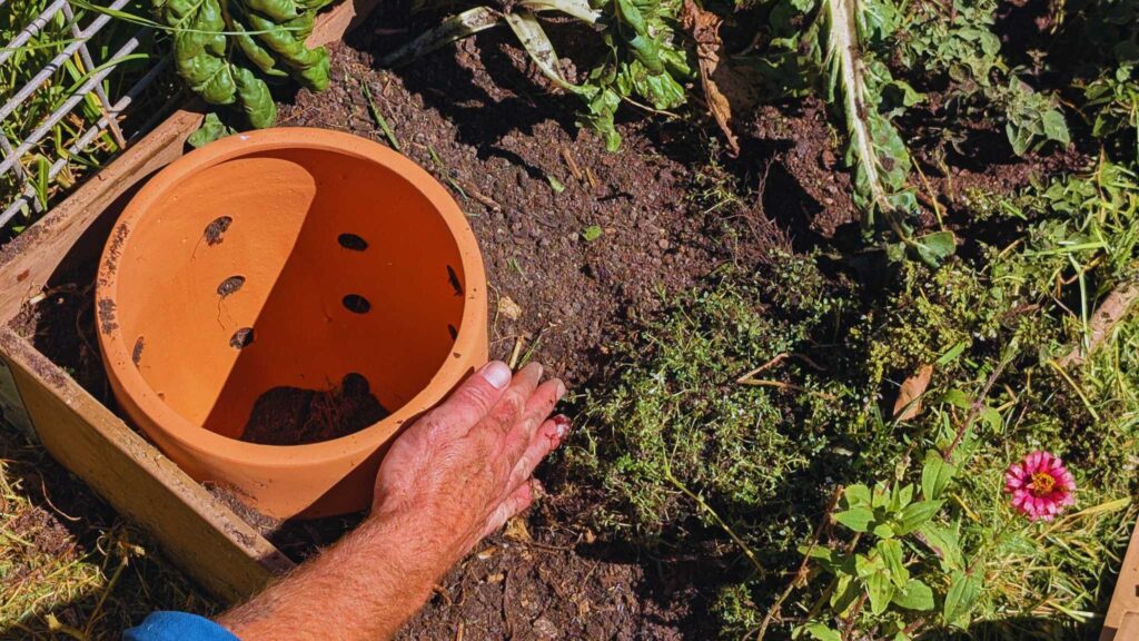 Hand gardening with a terracotta pot and plants.