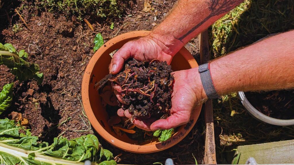 Hands holding worms and soil in garden.